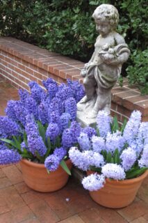 3 Feb Hyacinth-Statue Filoli
