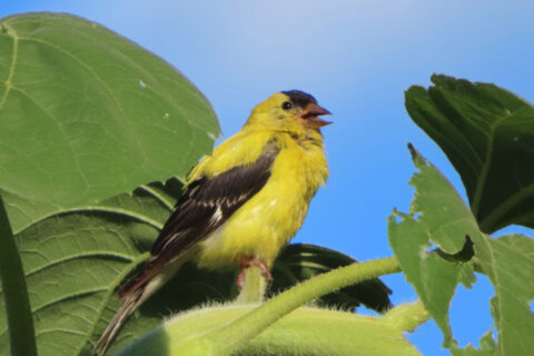 Finch Singing