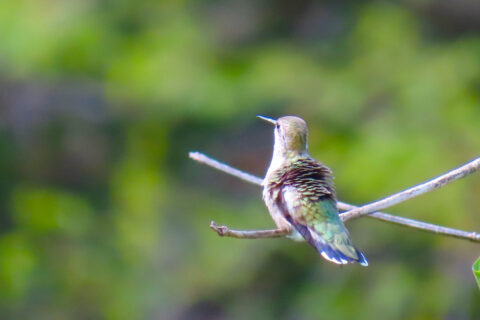 Hummingbird Sitting