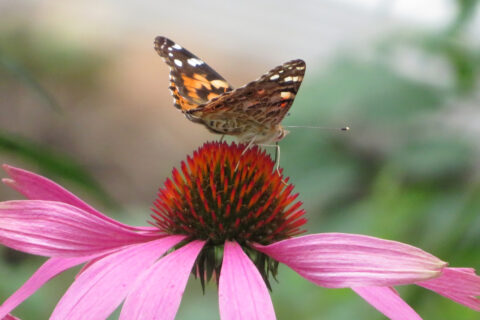Painted Lady Butterfly on Coneflower