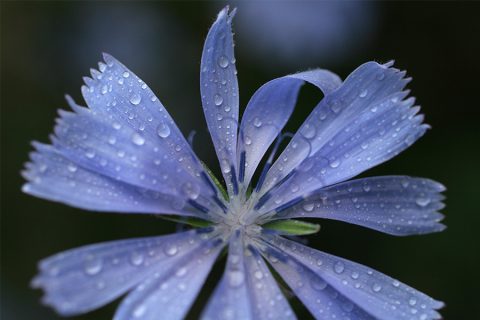 blue wet flower