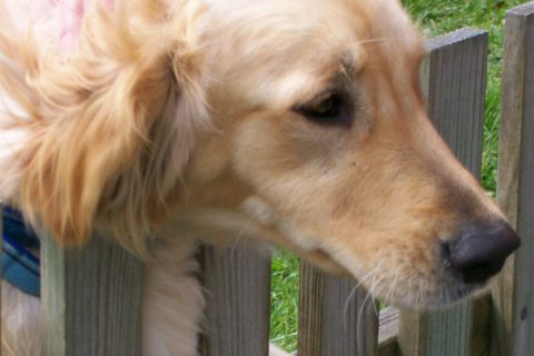 ocracoke dog over fence
