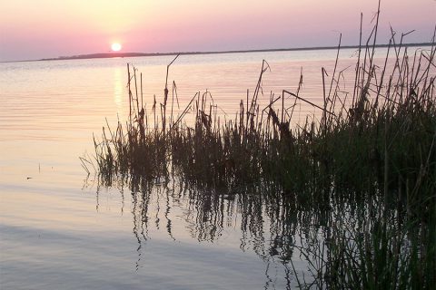 ocracoke reeds