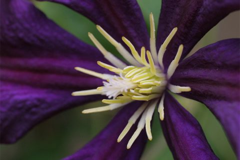 purple iris yellow stamen