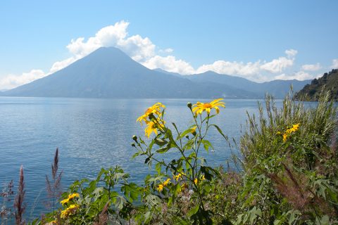 flowers with volcano in background