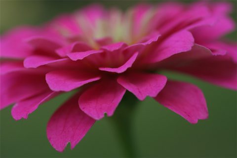 zinnia pink fuzzy